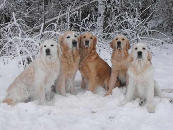 Die Bande im Schnee