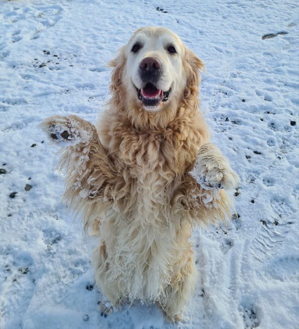 Erdmänchen im Schnee