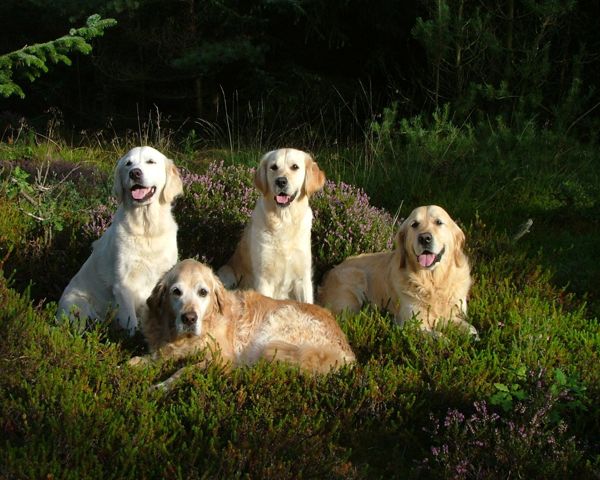 Pauli und seine Truppe