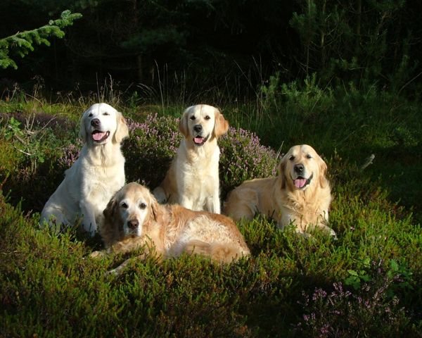 Pauli und seine Truppe