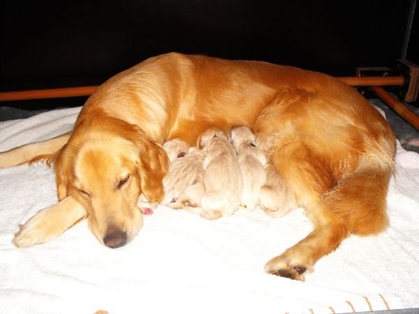 Mama mit Babys